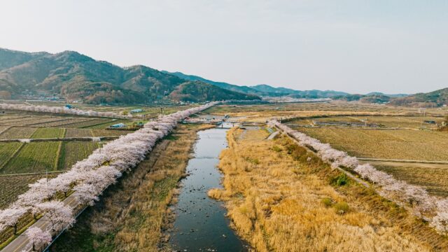 주산 벚꽃축제(사진=보령시)