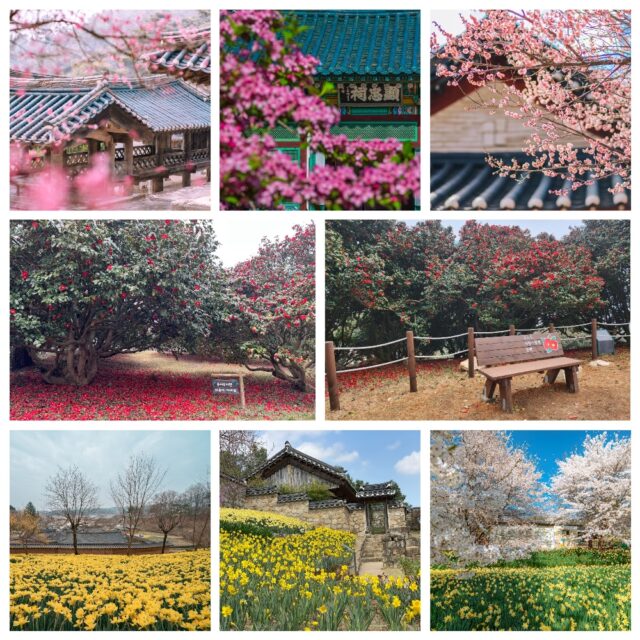 충남 봄꽃 사진(사진=충청남도)