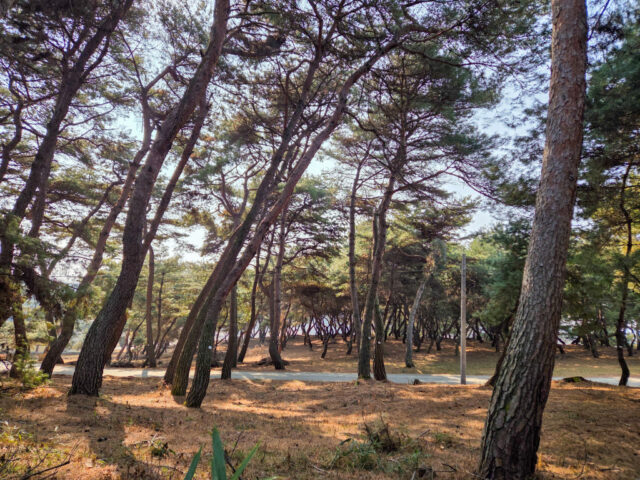 초촌면 추양리 '전통마을숲'