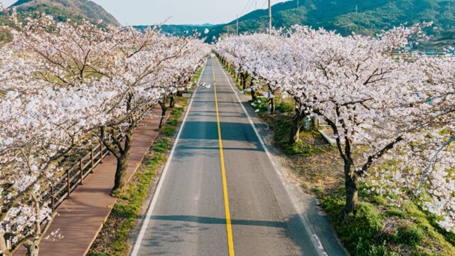 2025년 주산벚꽃 장면(사진=보령시)