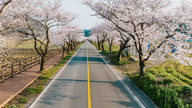 2025년 주산벚꽃 장면(사진=보령시)