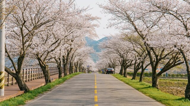 2025년 주산벚꽃 장면(사진=보령시)