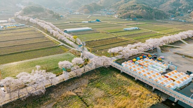 2025년 주산벚꽃 장면(사진=보령시)
