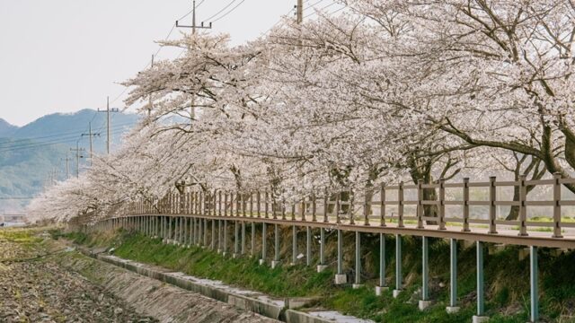 2025년 주산벚꽃 장면(사진=보령시)