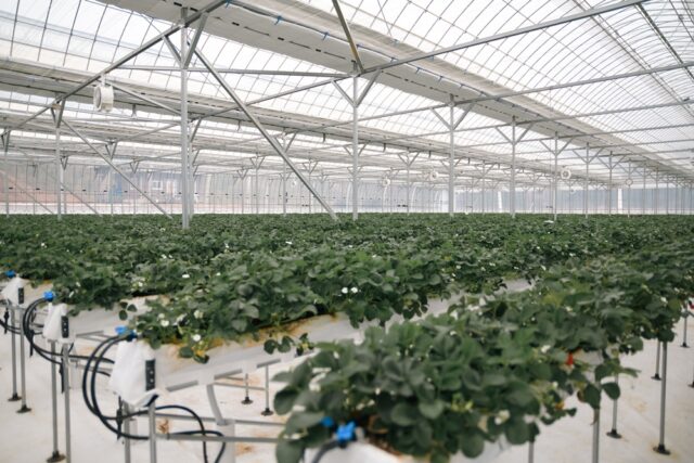 부여군 충화면에 위치한 '태양의 절기' 스마트팜 농장 내부 전경(사진=스토리스팟)