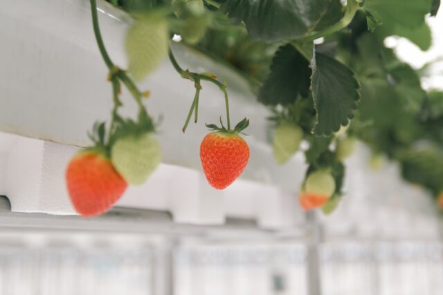 깨끗하게 관리되는 수경재배 시설로 새콤달콤하게 익어가는 싱싱한 딸기