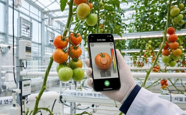 스마트폰 카메라로 촬영한 빛의 삼원색(RGB) 이미지와 근적외선(NIR) 분광 데이터를 융합 분석하는 인공지능(AI) 기반 모델을 개발 중이다.(사진=충청남도)