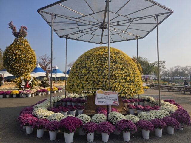 지난 제22회 백제고도부여국화축제에서 선보인 천륜작(사진=부여군청)