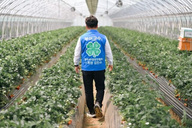 부여군수 후보 김민수가 적힌 당 점퍼를 입고 토마토 하우스 시설 내부를 꼼꼼히 살피며 현장을 점검하는 모습이다.