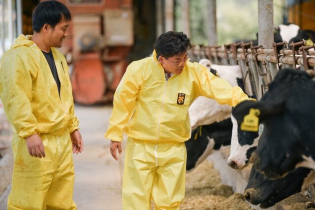낙농 농가를 찾은 김 후보가 방역복을 갖춰 입고 젖소를 만지고 있다.