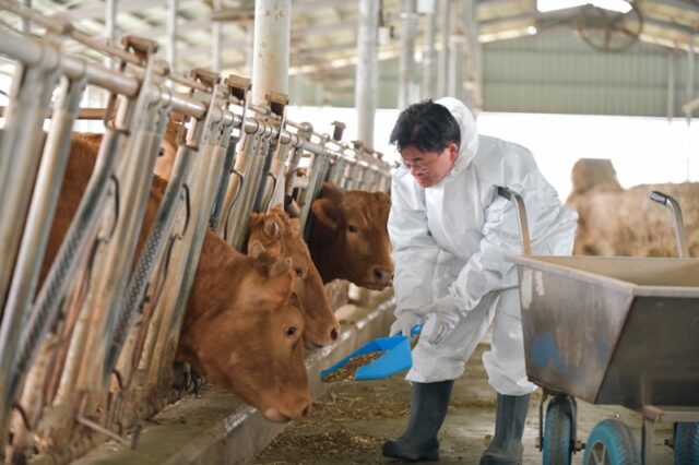 흰색 방역복으로 갈아입고 한우 농가를 방문해 직접 여물과 사료를 주는 등 축산 현장을 몸소 체험하는 모습이다.