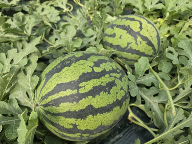 4월 말 첫 출하를 앞둔 청양 수박(사진=청양군)