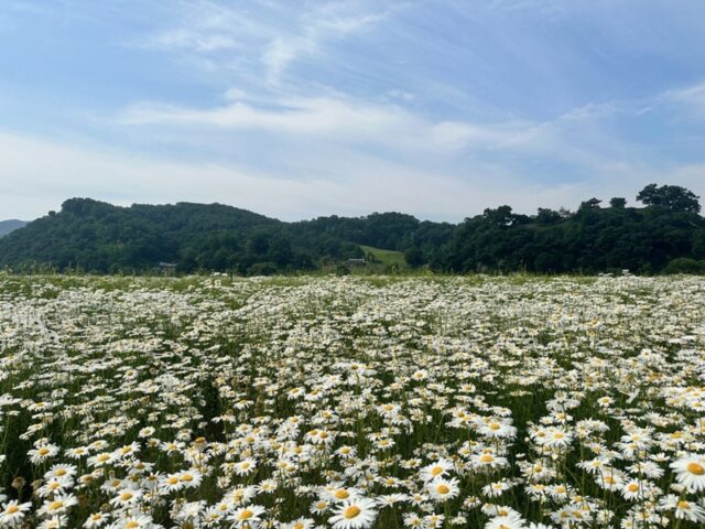 미르섬 샤스타데이지(사진=공주시)