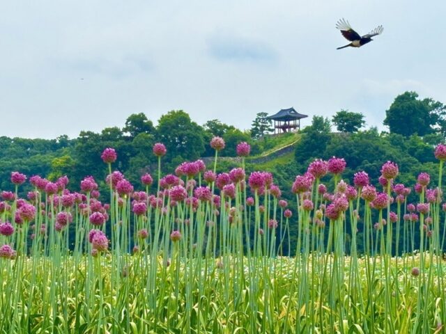 미르섬 코끼리마늘꽃(사진=공주시)