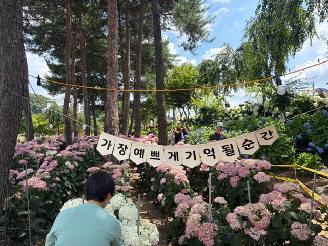 ‘제5회 공주 유구색동수국정원 꽃 축제’ 사진(사진=공주시)