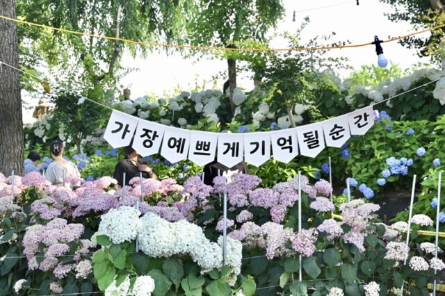 ‘제5회 공주 유구색동수국정원 꽃 축제’ 장면(사진=공주시)
